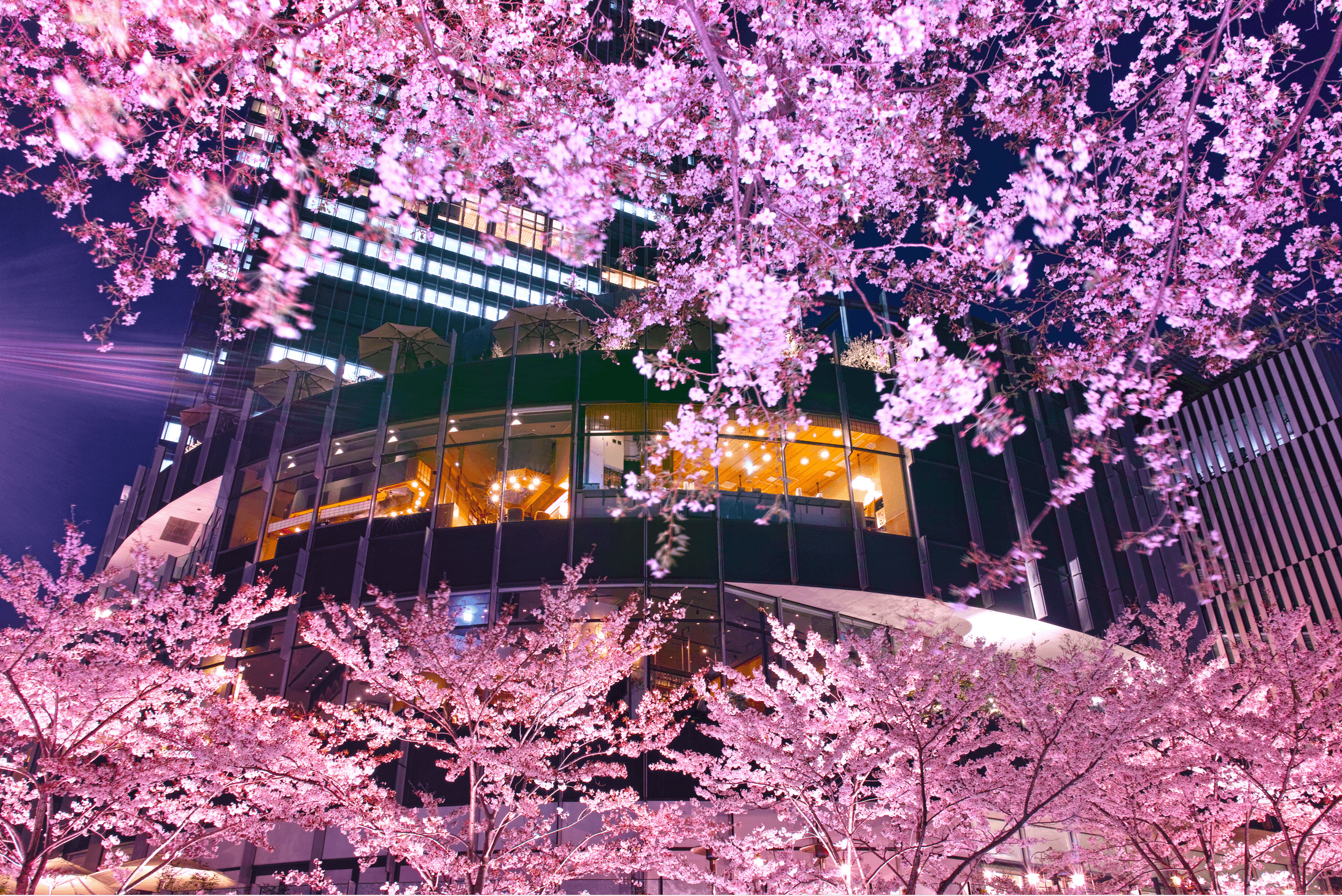 六本木の富裕層に人気、高級レストランのトレンド- Eat Pro Japan